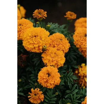 Natural Marigold Plant